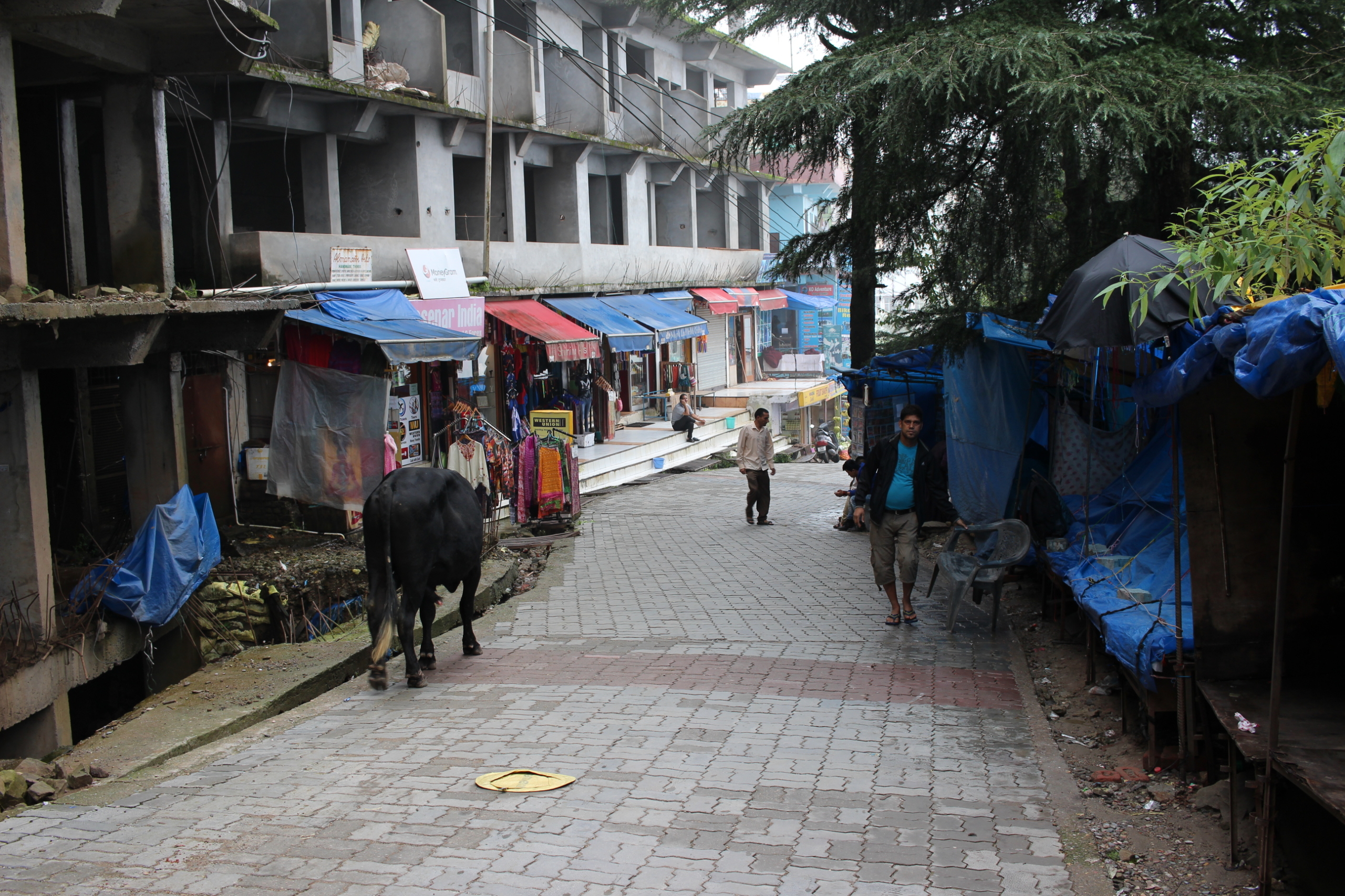 Vache dans une rue