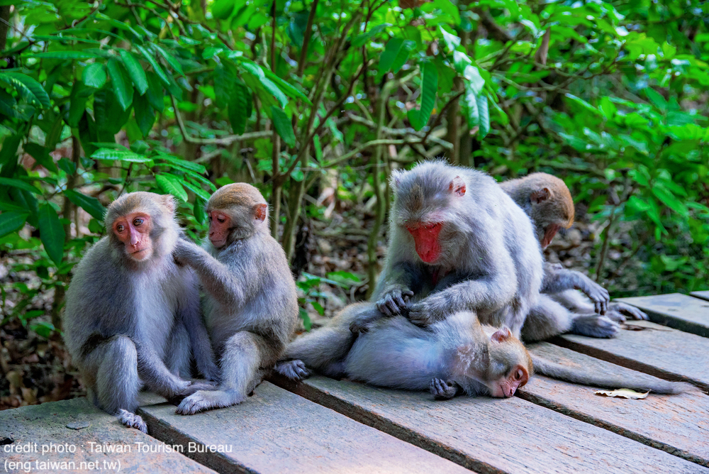 Singes à Shoushan